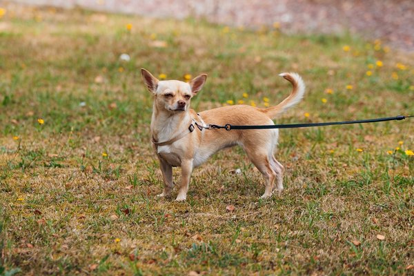 Quels aménagements de l'espace de vie conseiller pour un chien de race Chihuahua vivant en appartement?
