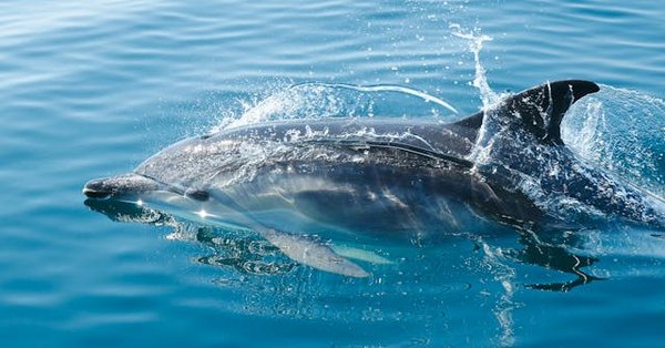 De quelle manière les dauphins utilisent-ils les éponges marines durant leur recherche de nourriture?