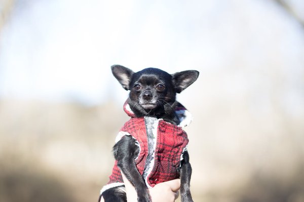 Comment choisir un manteau pour chien adapté au froid pour une race à poil court, comme le Whippet?