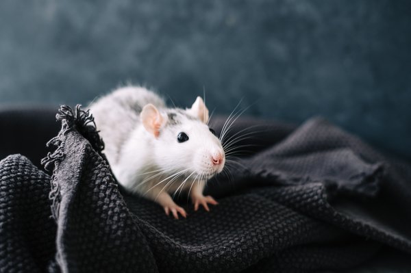 Crotte de rat dans une maison : comment les identifier facilement